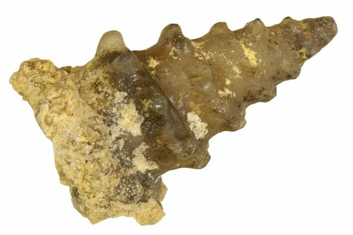 Agatized Gastropod (Cerithium?) Fossil - Morocco #338043